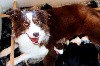  - Naissance 5 chiots Border Collie LOF le 8/9/23