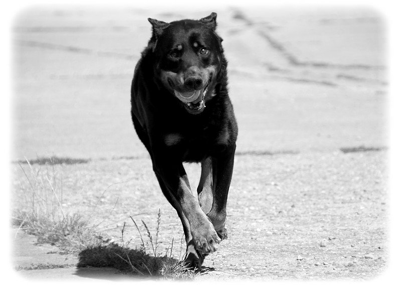 Thoas indy des Chasseurs D'Ombre