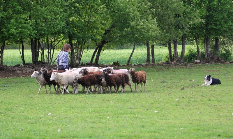 Hancock des Coteaux du petit gris