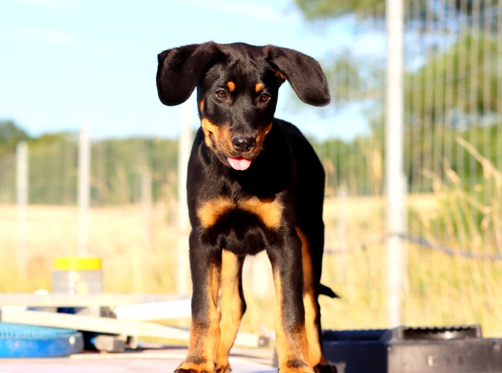 des Coteaux du petit gris - Chiot disponible  - Berger de Beauce