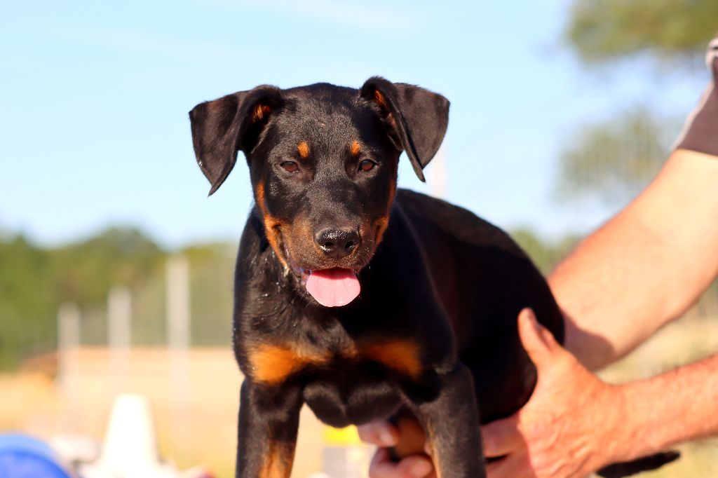 des Coteaux du petit gris - Chiot disponible  - Berger de Beauce