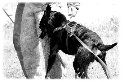 Vidéos de nos beaucerons en ring.