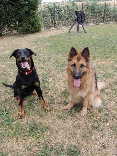 Chiots 2014 devenus grands.