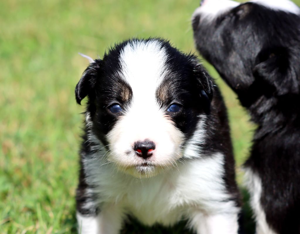 des Coteaux du petit gris - Chiots disponibles - Border Collie