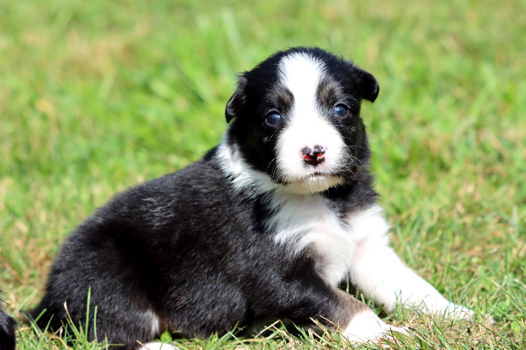 des Coteaux du petit gris - Chiots disponibles - Border Collie