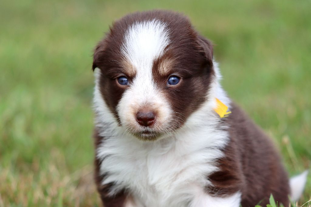 des Coteaux du petit gris - Chiots disponibles - Border Collie