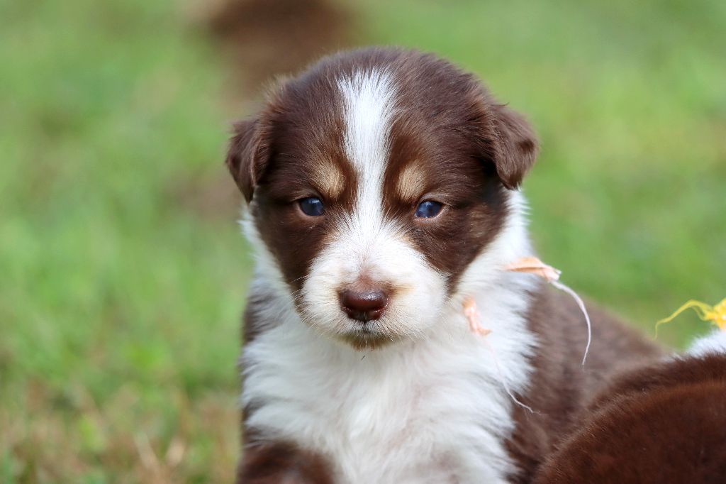 des Coteaux du petit gris - Chiots disponibles - Border Collie