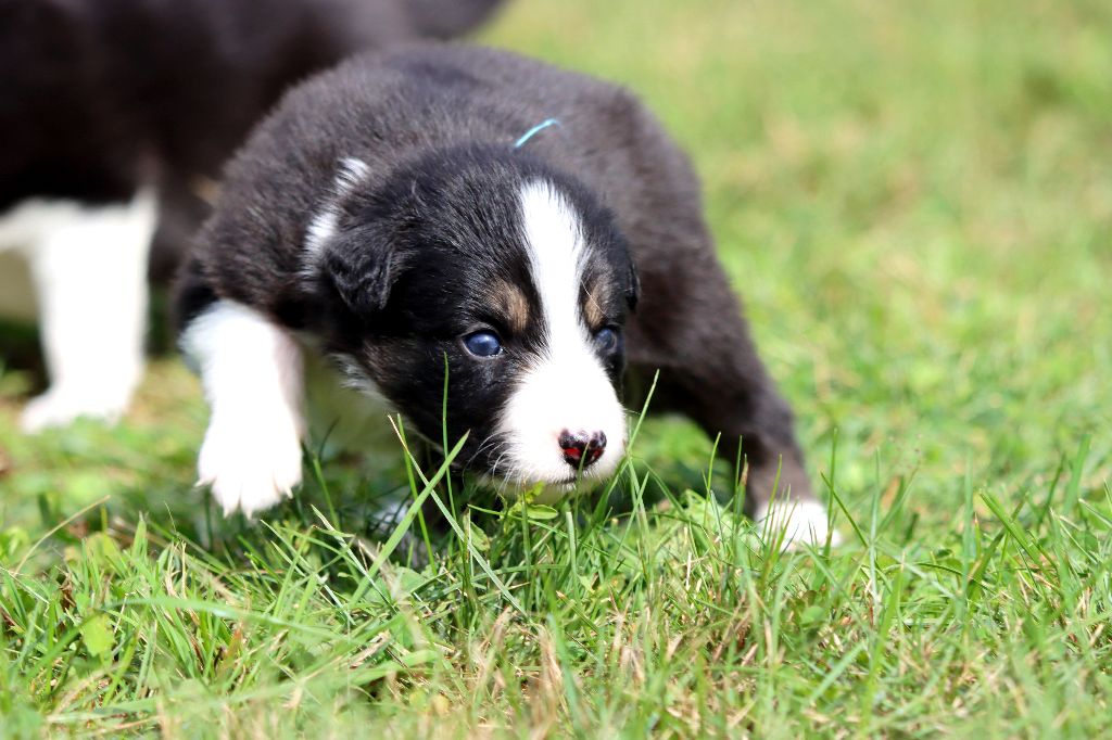 des Coteaux du petit gris - Chiots disponibles - Border Collie