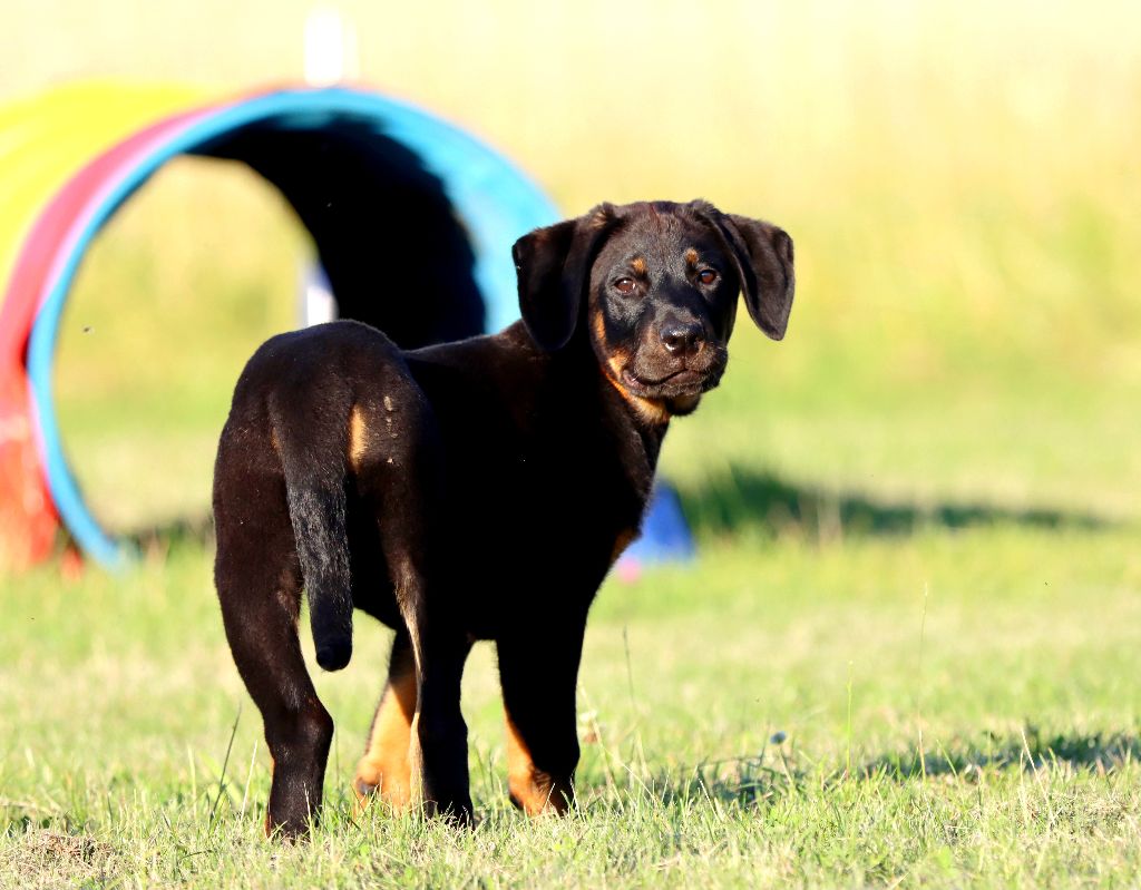 des Coteaux du petit gris - Chiots disponibles - Berger de Beauce