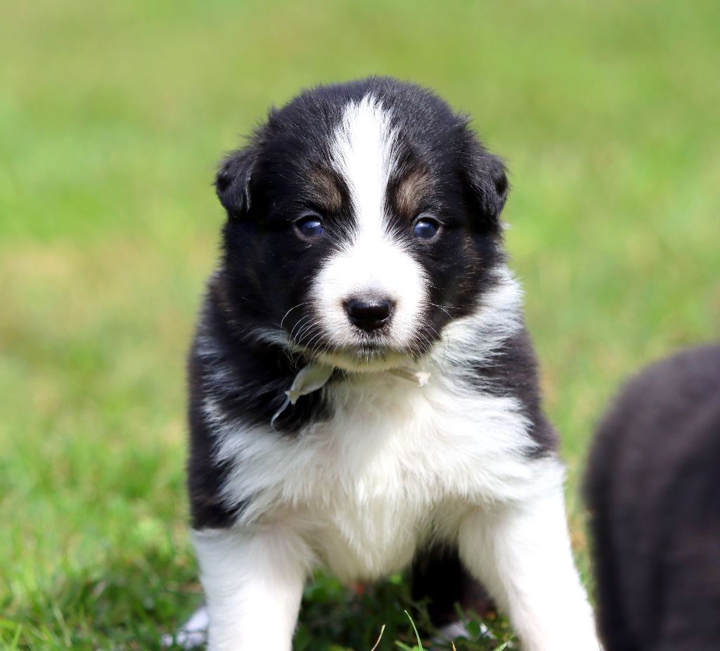 des Coteaux du petit gris - Chiots disponibles - Border Collie