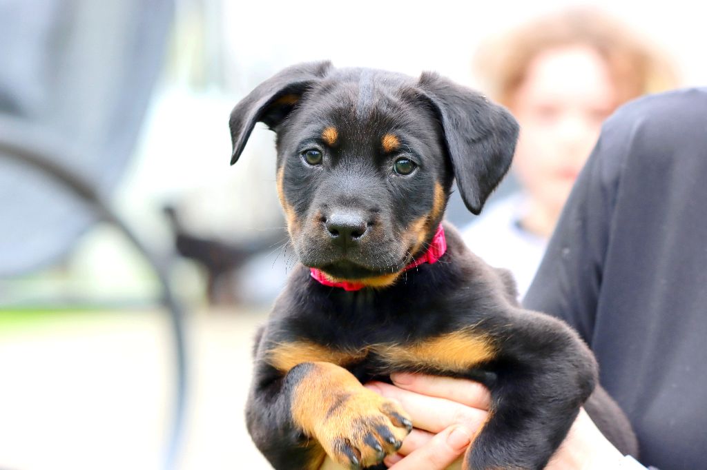 CHIOT
