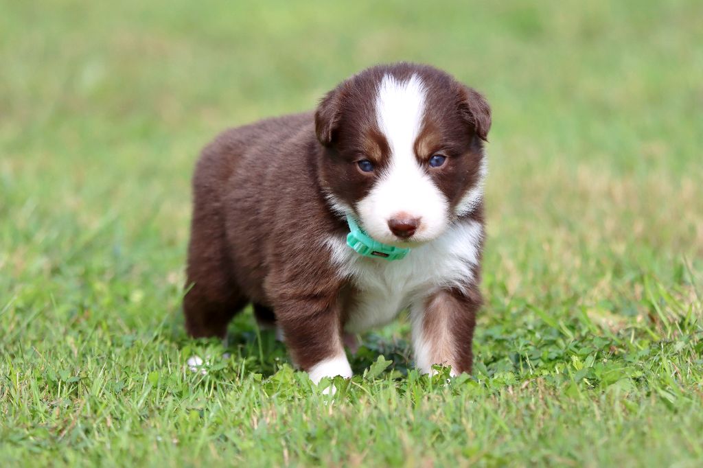 des Coteaux du petit gris - Chiots disponibles - Border Collie